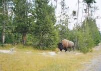 Yellowstone National Park